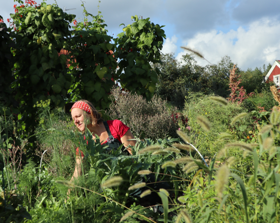 Hillevi Helmfrid i odlingarna